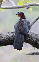 White-winged Guan